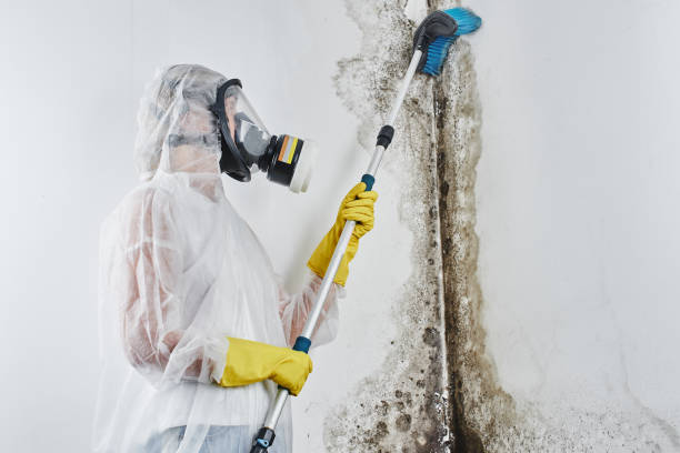Best Mold Cleaning Services  in St Henry, OH
