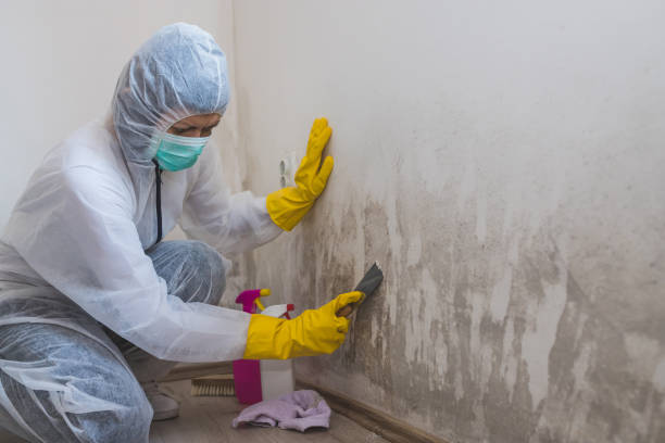 Best Professional Mold Removal  in St Henry, OH