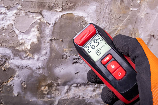 Best Same-Day Mold Removal  in St Henry, OH