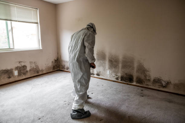 Best Mold Testing  in St Henry, OH