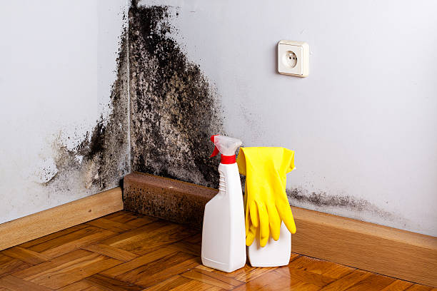 Best Mold Remediation Services  in St Henry, OH